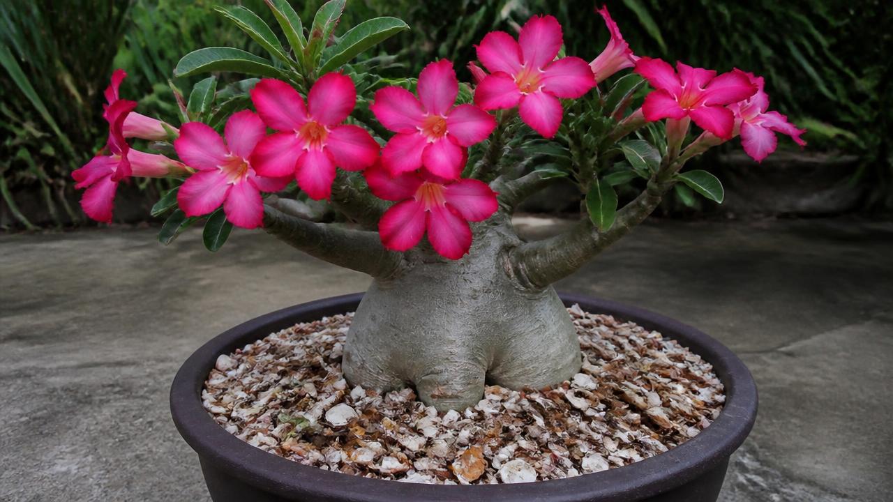 Adubo caseiro sendo aplicado em rosa do deserto florida Adubo caseiro sendo aplicado em rosa do deserto florida