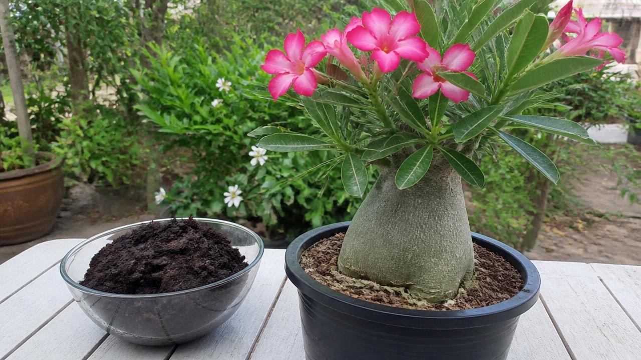 Borra de café usada como adubo ao lado de uma rosa do deserto em vaso Borra de café usada como adubo ao lado de uma rosa do deserto em vaso
