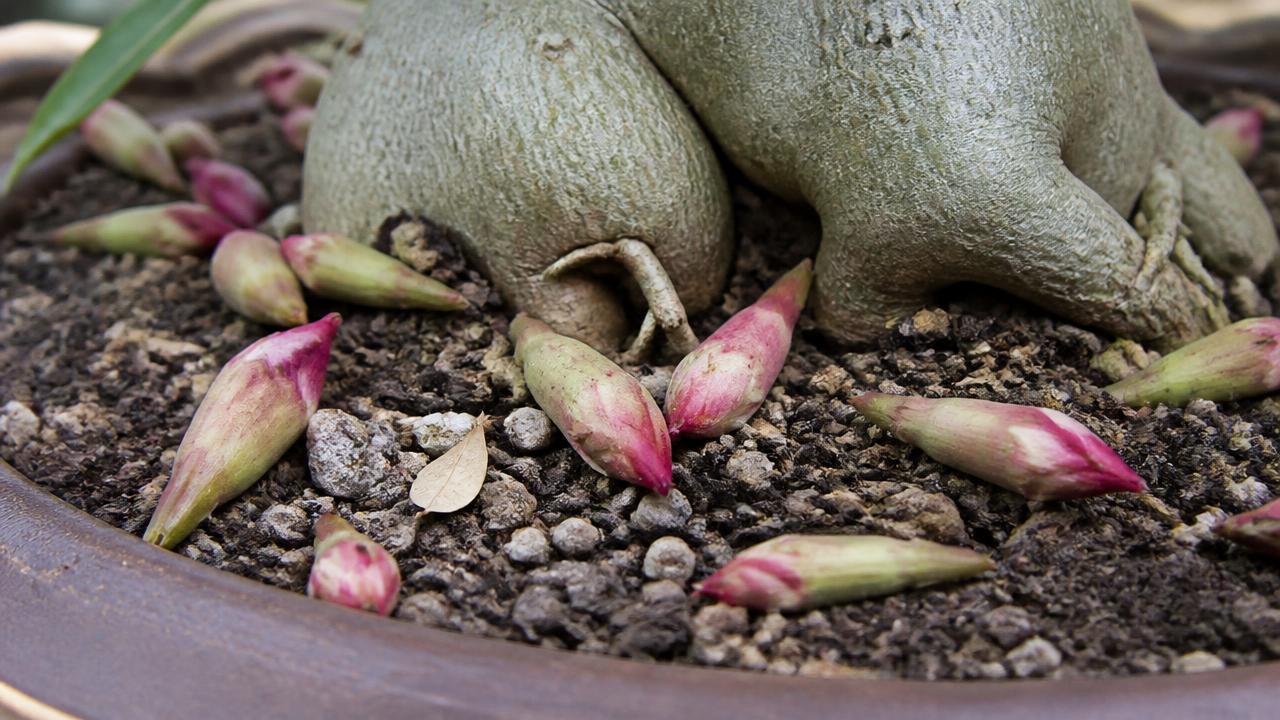 Botões florais caídos de rosa do deserto sobre o substrato do vaso Botões florais caídos de rosa do deserto sobre o substrato do vaso