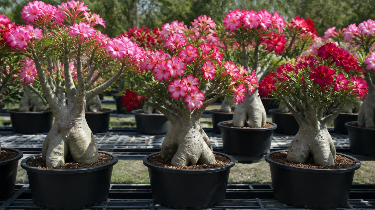 Coleção de rosas do deserto floridas em bancada organizada de cultivo Coleção de rosas do deserto floridas em bancada organizada de cultivo