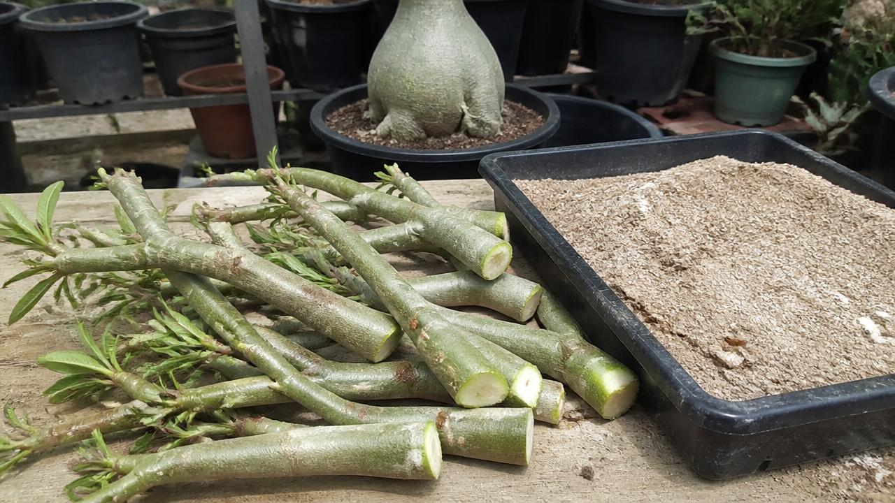 Estacas de rosa do deserto preparadas para enraizamento em bandeja com substrato Estacas de rosa do deserto preparadas para enraizamento em bandeja com substrato