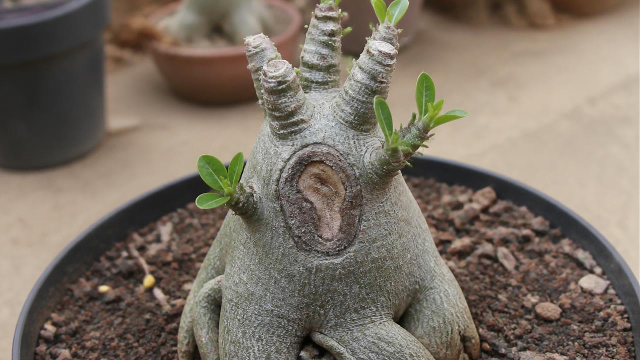 Rosa do deserto em recuperação, com caudex cortado e cicatrizando Rosa do deserto em recuperação, com caudex cortado e cicatrizando