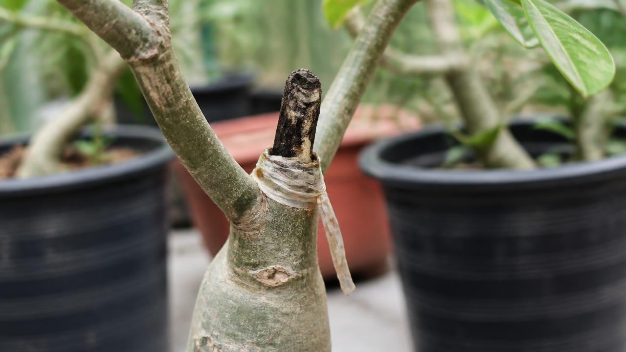 Enxerto de rosa do deserto malsucedido, com corte escurecido e fita solta Enxerto de rosa do deserto malsucedido, com corte escurecido e fita solta