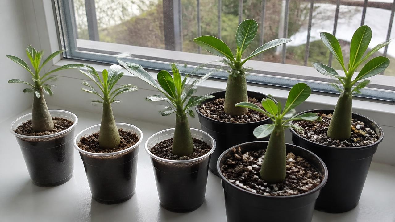 Várias mudas de rosa do deserto enraizando em copos e vasinhos em casa Várias mudas de rosa do deserto enraizando em copos e vasinhos em casa