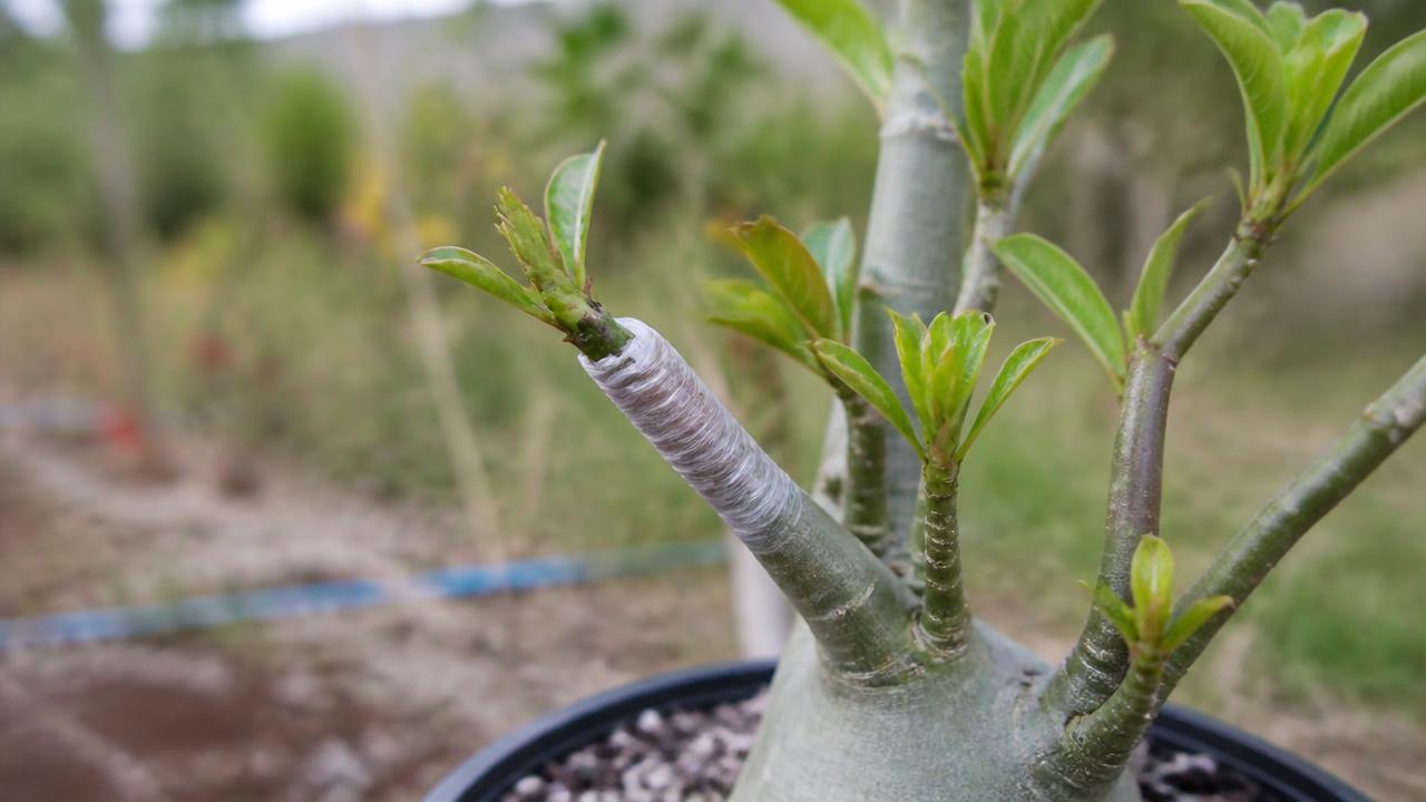 Enxertia de rosa do deserto feita na primavera, com brotos novos ao redor Enxertia de rosa do deserto feita na primavera, com brotos novos ao redor