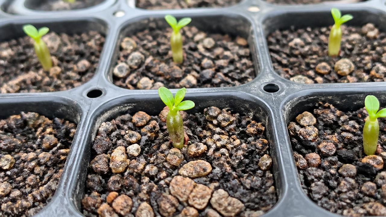 Sementes de rosa do deserto semeadas em bandeja com substrato úmido Sementes de rosa do deserto semeadas em bandeja com substrato úmido