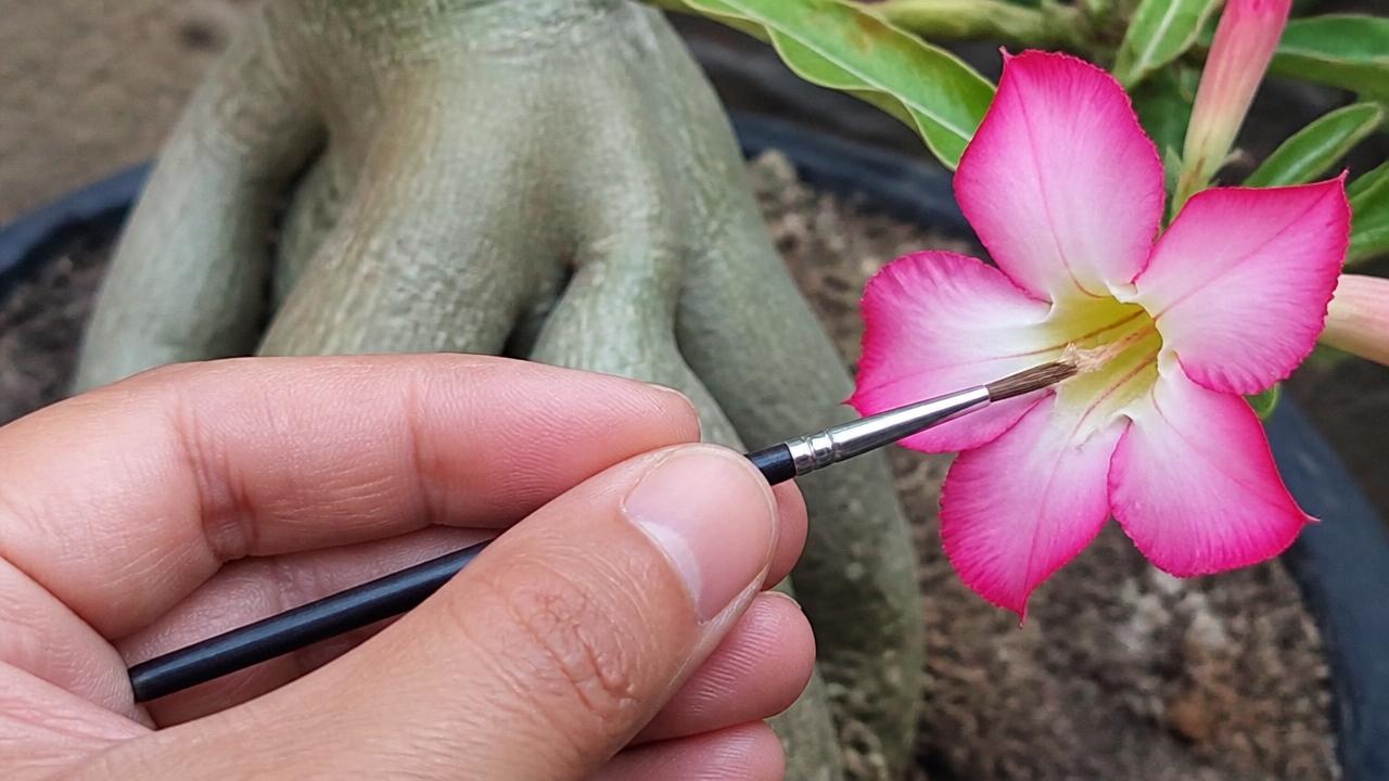 Polinização manual de flor de rosa do deserto com pincel fino em close Polinização manual de flor de rosa do deserto com pincel fino em close