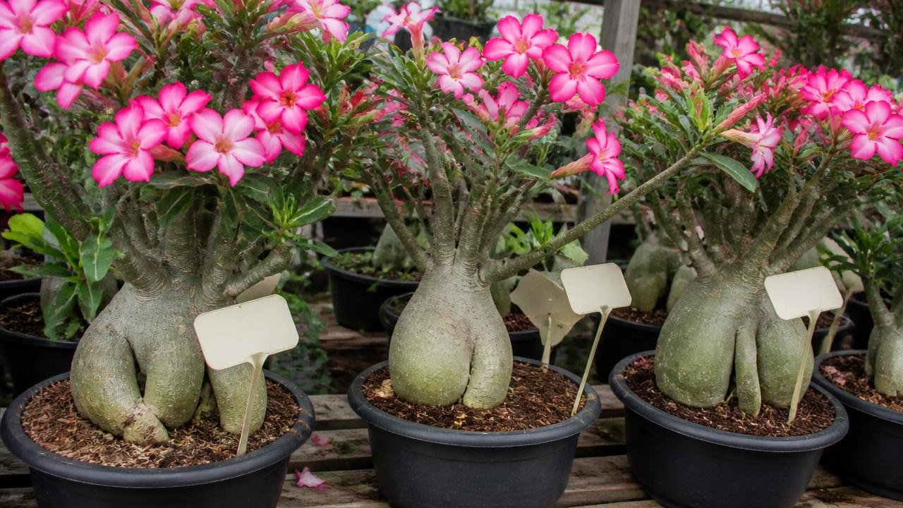 Rosas do deserto expostas para venda com etiquetas de preço em floricultura Rosas do deserto expostas para venda com etiquetas de preço em floricultura