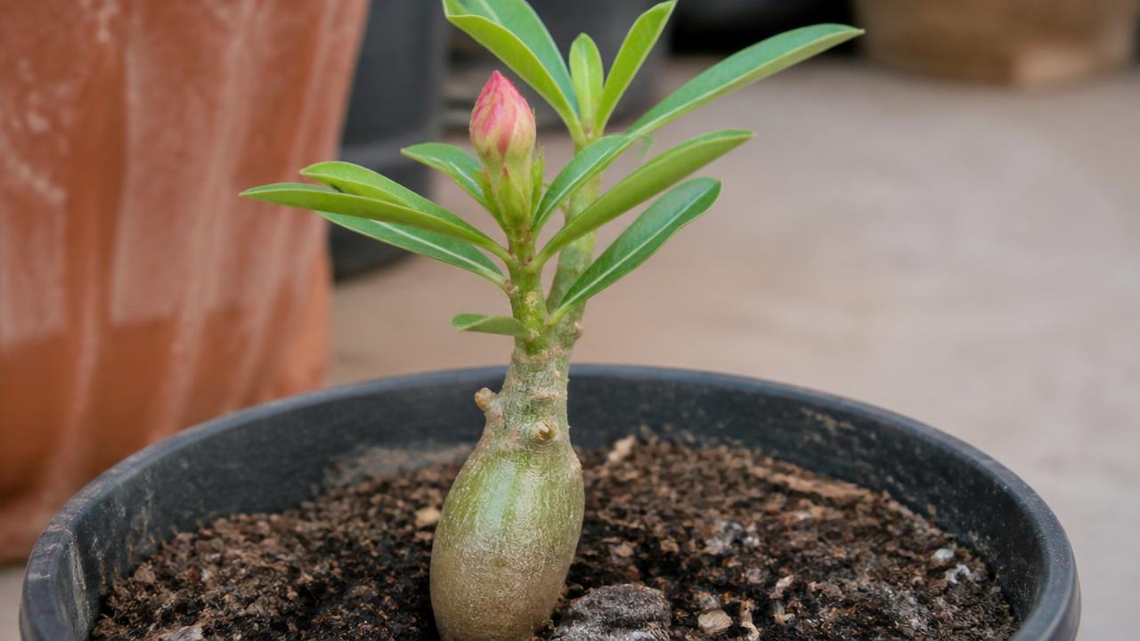 Muda jovem de rosa do deserto com o primeiro botão floral surgindo Muda jovem de rosa do deserto com o primeiro botão floral surgindo