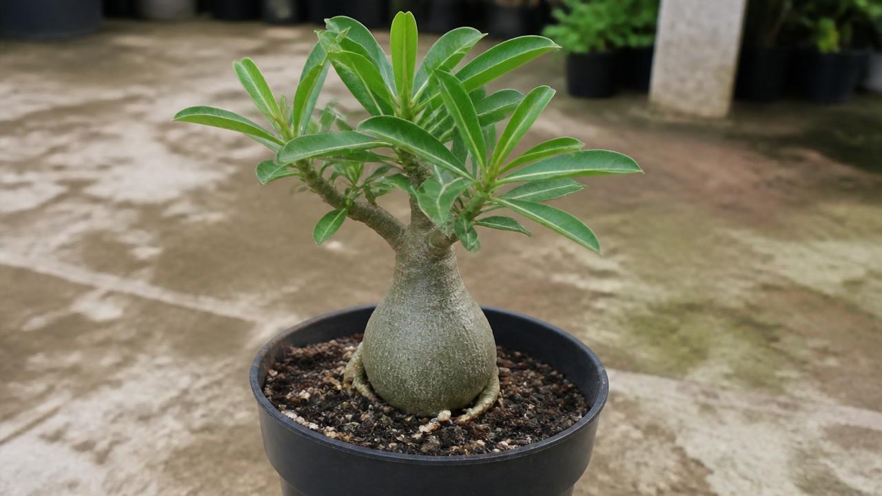 Rosa do deserto de um ano de idade com caudex já formado em vaso Rosa do deserto de um ano de idade com caudex já formado em vaso