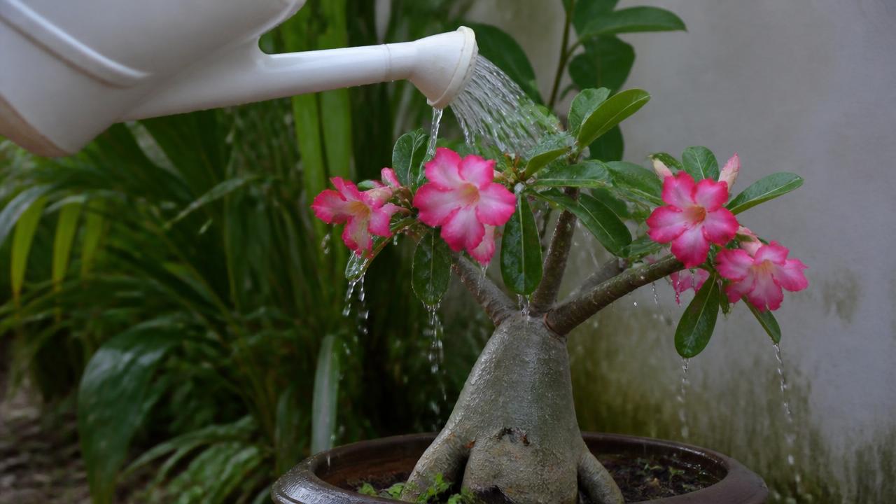 Rega incorreta molhando folhas e flores da rosa do deserto com regador Rega incorreta molhando folhas e flores da rosa do deserto com regador