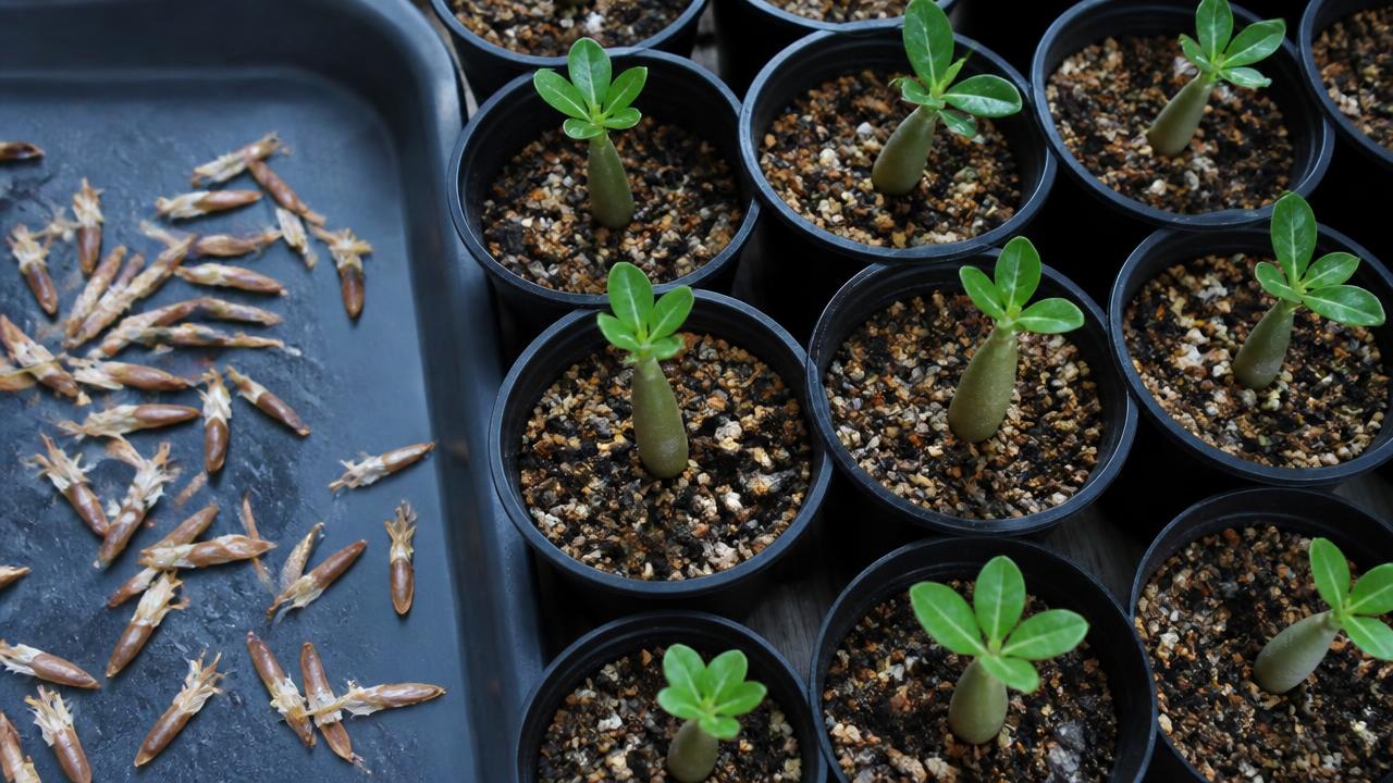 Sementes de rosa do deserto e mudinhas recém-germinadas em bandeja Sementes de rosa do deserto e mudinhas recém-germinadas em bandeja