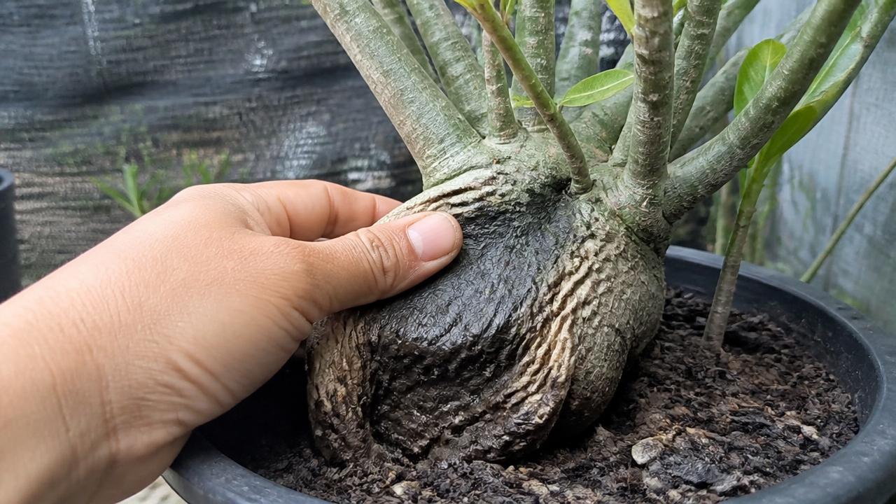 Mão apertando o caudex mole de uma rosa do deserto para testar apodrecimento Mão apertando o caudex mole de uma rosa do deserto para testar apodrecimento