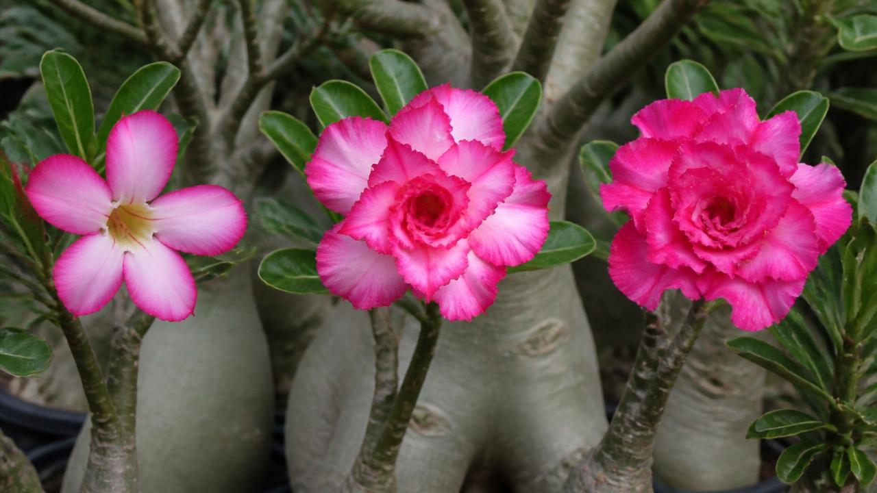 Flores simples, dobradas e triplas de rosa do deserto lado a lado Flores simples, dobradas e triplas de rosa do deserto lado a lado