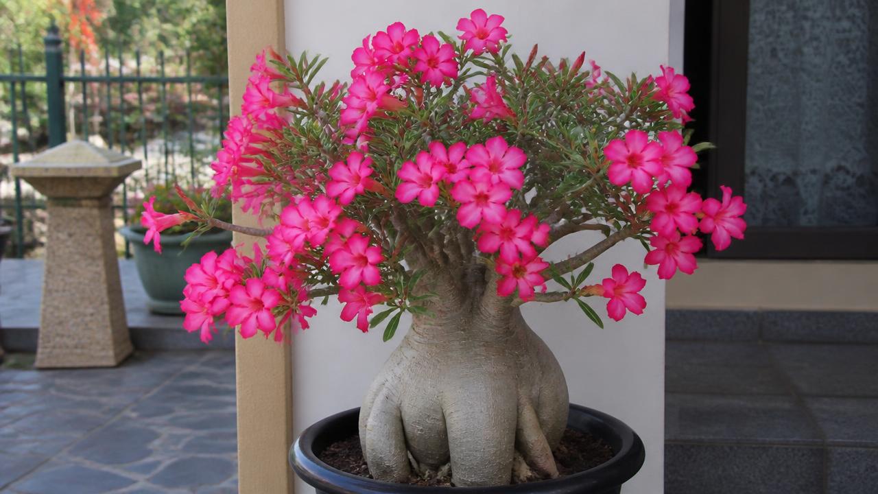 Rosa do deserto saudável com caudex robusto e floração abundante Rosa do deserto saudável com caudex robusto e floração abundante