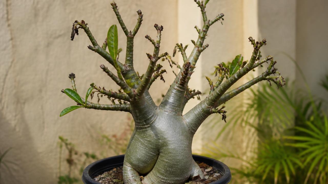 Rosa do deserto com galhos secos e ressecados nas pontas Rosa do deserto com galhos secos e ressecados nas pontas