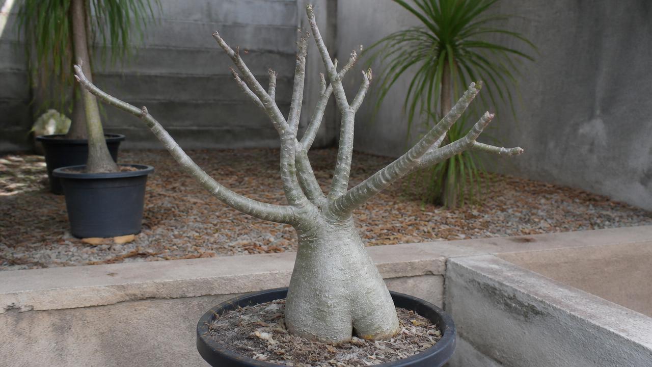 Rosa do deserto no inverno com folhas caindo e substrato seco Rosa do deserto no inverno com folhas caindo e substrato seco