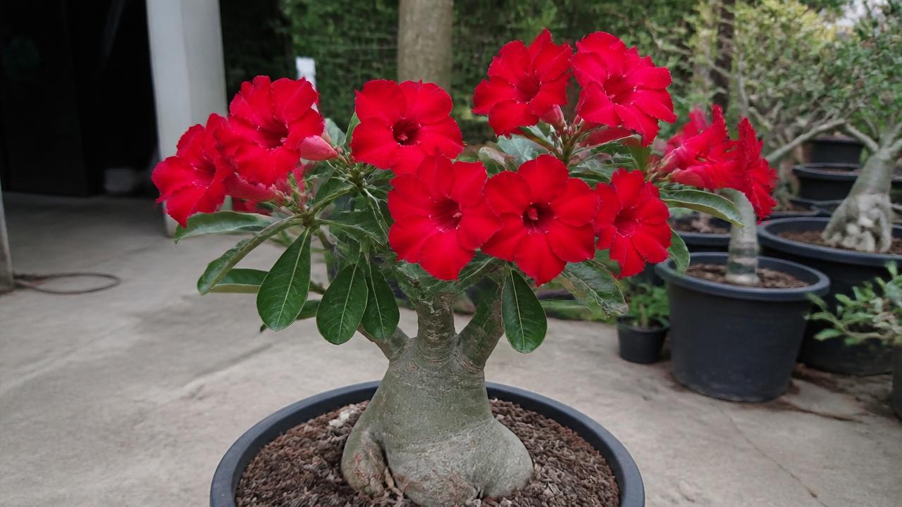 Rosa do deserto com flores vermelhas intensas em plena floração Rosa do deserto com flores vermelhas intensas em plena floração