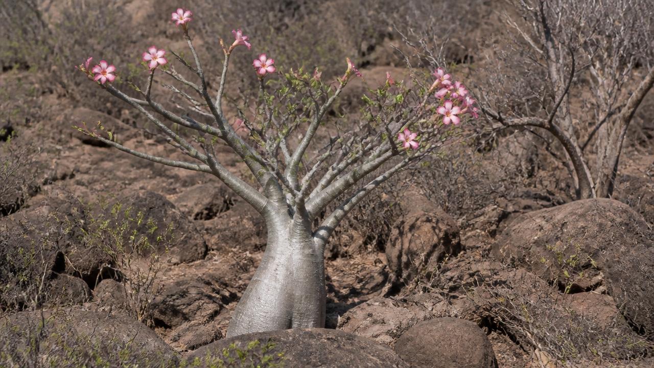 Adenium nativo em paisagem seca africana com rochas e vegetação rala Adenium nativo em paisagem seca africana com rochas e vegetação rala
