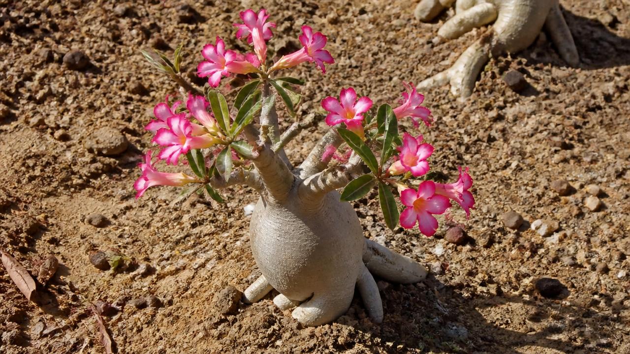 Rosa do deserto crescendo em solo rochoso e árido sob sol forte Rosa do deserto crescendo em solo rochoso e árido sob sol forte
