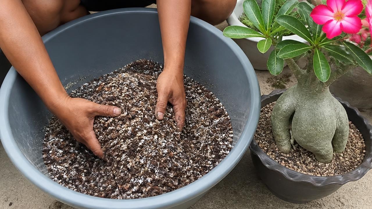 Mistura de substrato drenante com areia, perlita e casca de pinus para rosa do deserto Mistura de substrato drenante com areia, perlita e casca de pinus para rosa do deserto