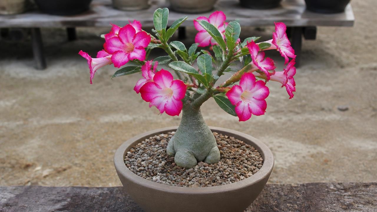 Rosa do deserto em vaso de tamanho ideal, com dois dedos de folga na borda Rosa do deserto em vaso de tamanho ideal, com dois dedos de folga na borda
