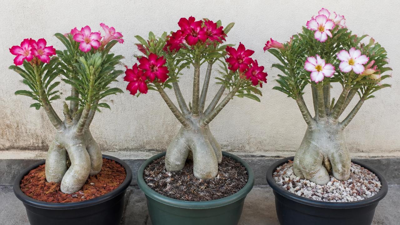 Três vasos de rosa do deserto com substratos diferentes para comparação Três vasos de rosa do deserto com substratos diferentes para comparação