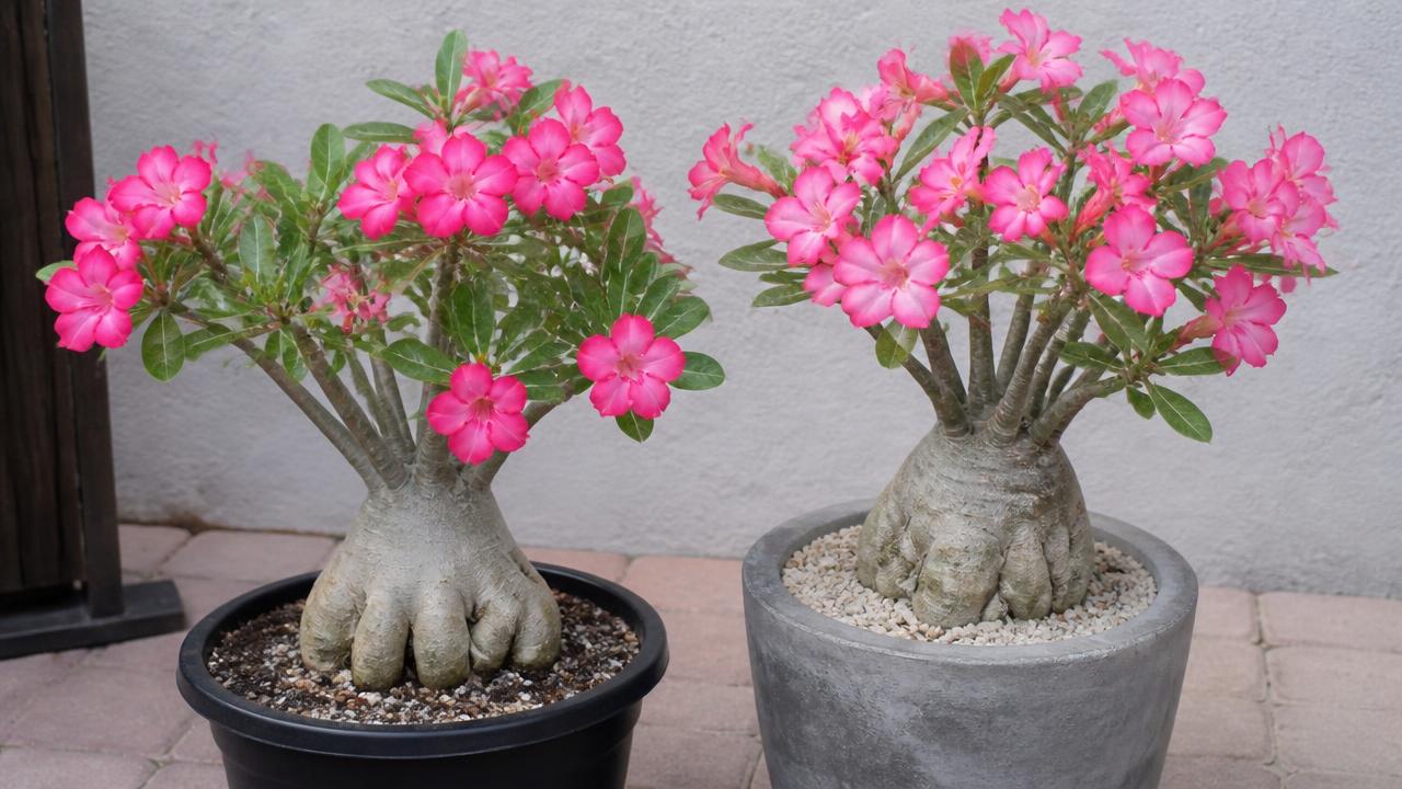 Rosa do deserto plantada em vaso de plástico ao lado de outra em vaso de cimento Rosa do deserto plantada em vaso de plástico ao lado de outra em vaso de cimento